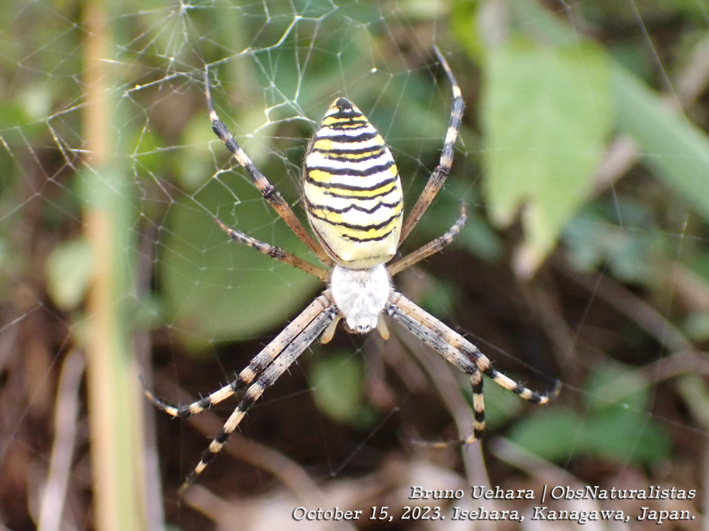 Wasp Spider From Sannomiya Isehara Kanagawa Jap O On