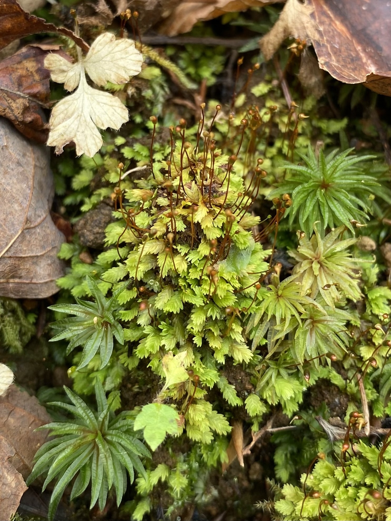 Fissidens bushii