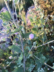 Malacothamnus foliosus