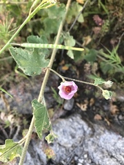 Malacothamnus foliosus