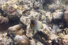 Chaetodon triangulum