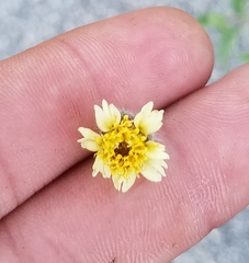 Tridax procumbens image