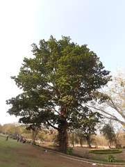 Couroupita guianensis