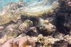 Chaetodon triangulum