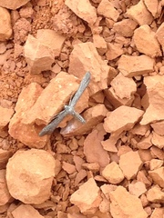 Hellinsia homodactylus