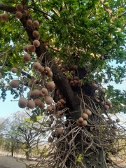 Couroupita guianensis