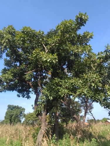 Shea Tree