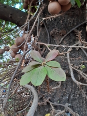 Couroupita guianensis