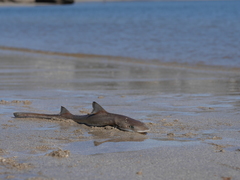 Mustelus henlei