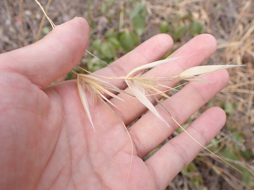 Image of Avena sterilis by (c) W Rao, some rights reserved (CC BY)