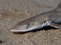 Mustelus henlei
