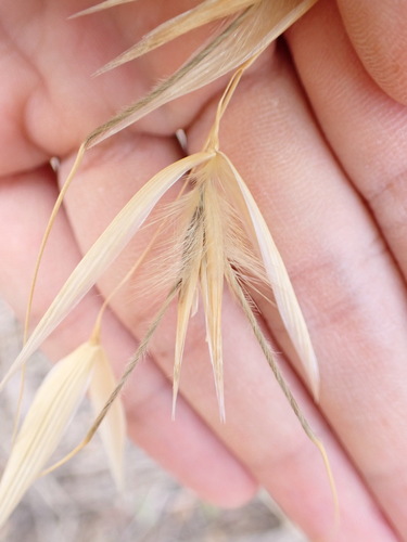 Image of Avena sterilis by (c) W Rao, some rights reserved (CC BY)