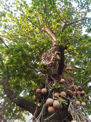 Couroupita guianensis