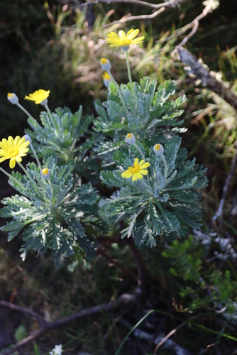 Euryops pectinatus