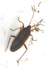 Balboa ampliata