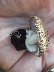 Lepiota olivacea (Lepiota aspera)