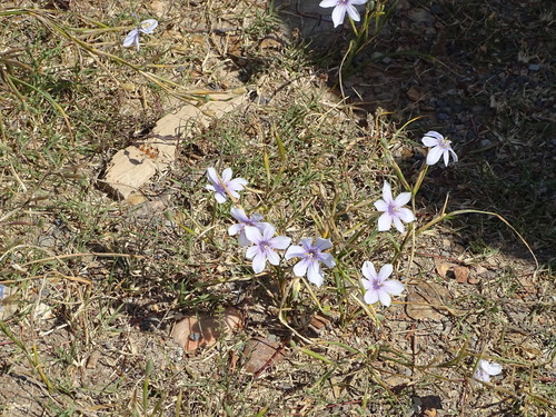 Image of Moraea polyanthos by (c) Shaun Swanepoel, some rights reserved (CC BY)