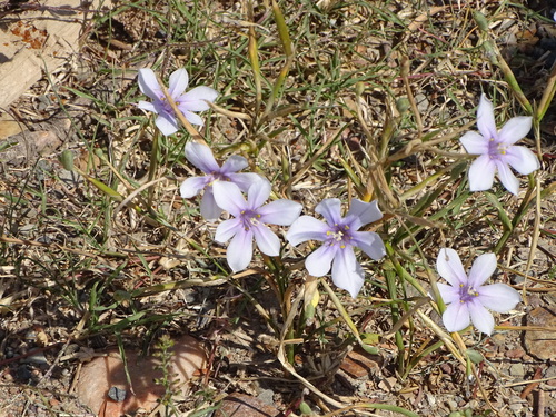 Image of Moraea polyanthos by (c) Shaun Swanepoel, some rights reserved (CC BY)