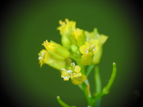 Image of Barbarea intermedia by (c) Yves Bas, some rights reserved (CC BY)