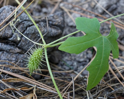 Image of Echinopepon wrightii by (c) Andrew Tree, some rights reserved (CC BY)