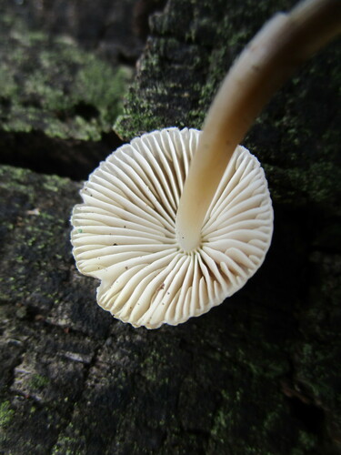 Mycena inclinata (Photo 2 of 3)