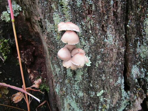 Mycena inclinata