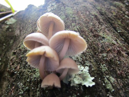 Mycena inclinata (Photo 3 of 3)