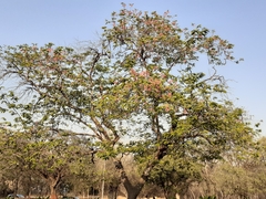 Cassia grandis