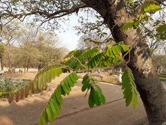 Cassia grandis