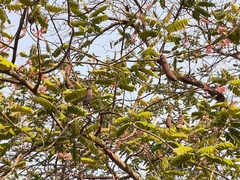 Cassia grandis