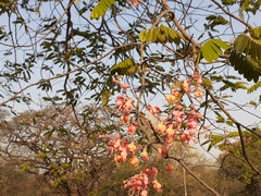 Cassia grandis