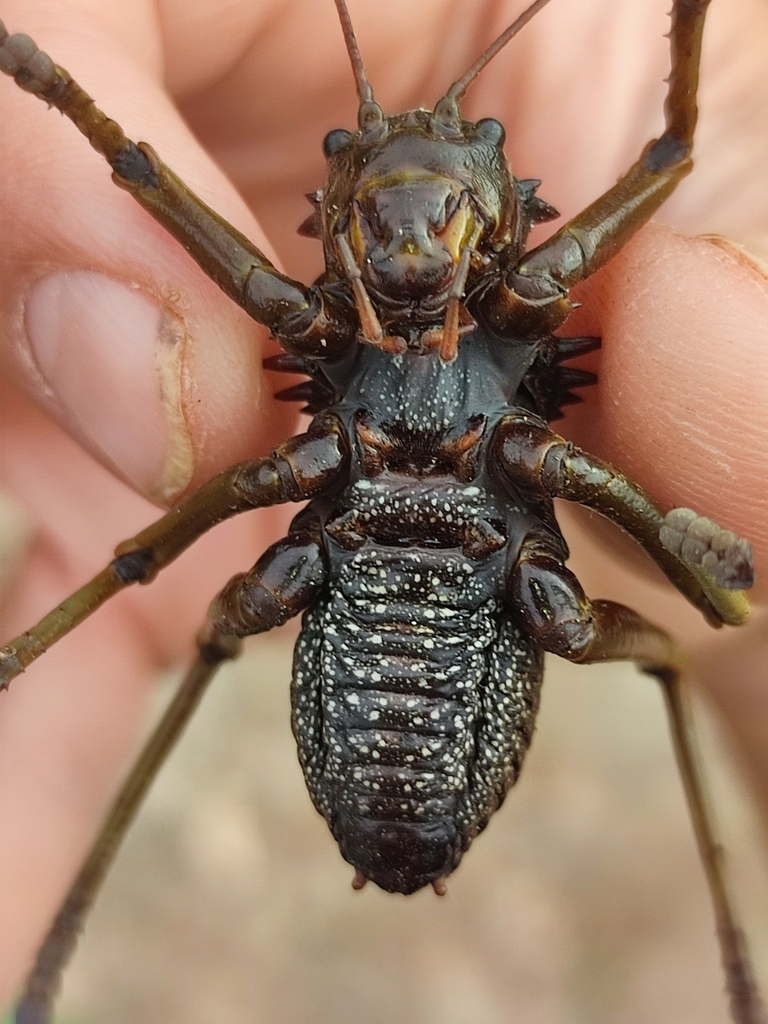 Eugaster spinulosa