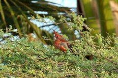 Cardinalis phoeniceus