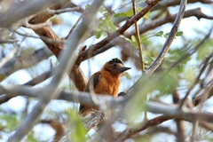 Picumnus cinnamomeus