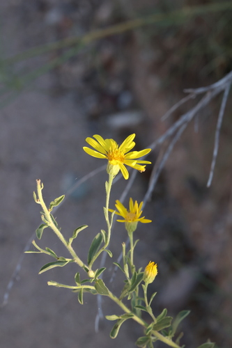 Image of Heterotheca zionensis by no rights reserved