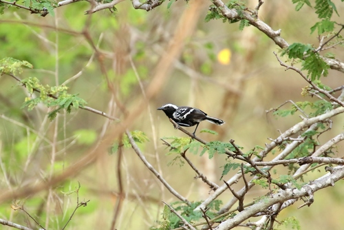 Formicivora intermedia