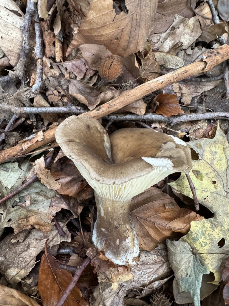 Clitocybe subclavipes