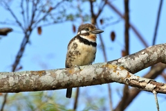Hypnelus ruficollis