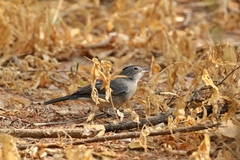 Coryphospingus pileatus