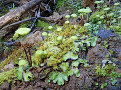 Cryptomitrium tenerum