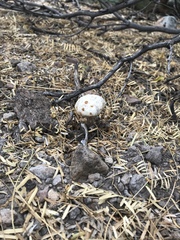 Battarreoides diguetii