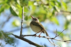 Hemitriccus margaritaceiventer