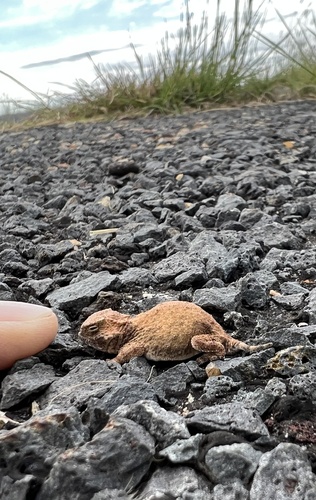 Roundtail Horned Lizard photographed in Oklahoma