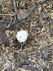 Battarreoides diguetii