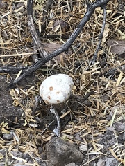 Battarreoides diguetii