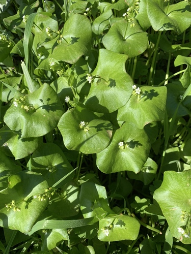 Claytonia perfoliata