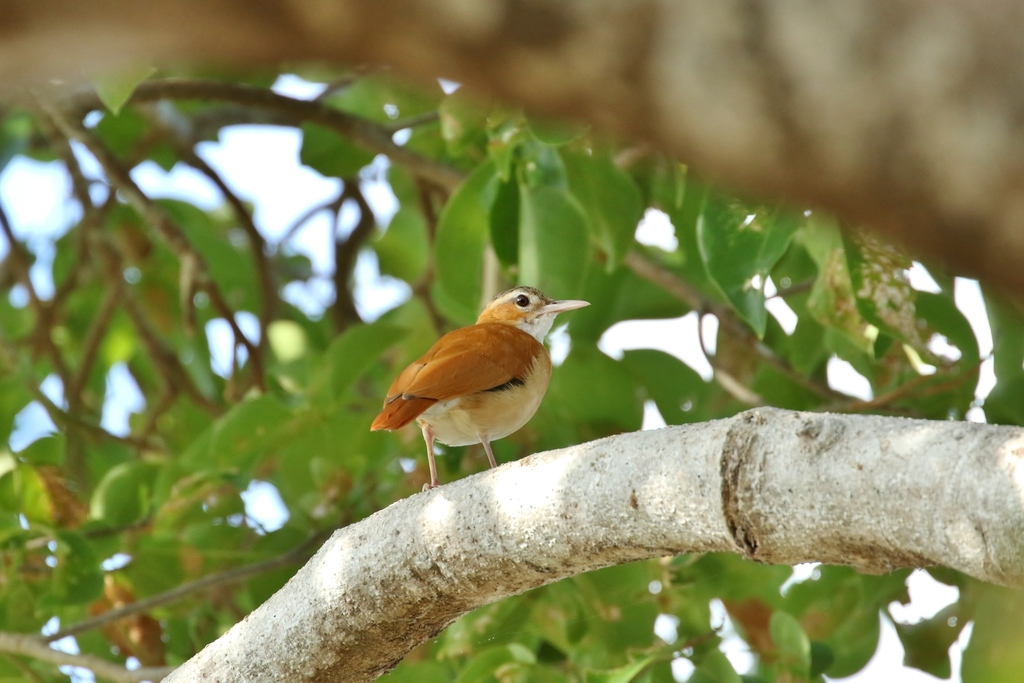 Furnarius leucopus tricolor