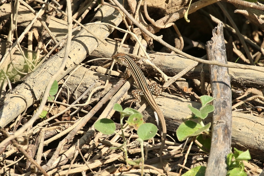 Rainbow Whiptail