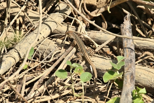 Rainbow Whiptail