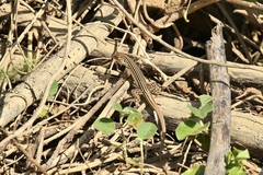 Dotted Racerunner photo 2